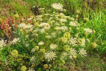 Fototapeta premium Wild carrot flowering flower plant herb nature natural detail close up