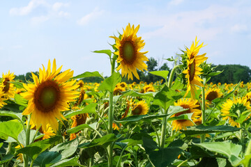 Sunflower flowering flower plant herb nature natural detail close up
