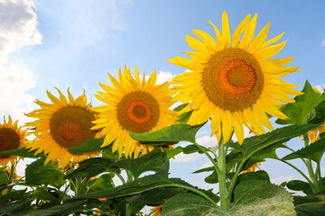 Fototapeta premium Sunflower flowering flower plant herb nature natural detail close up