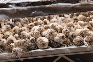 drying garlic 
