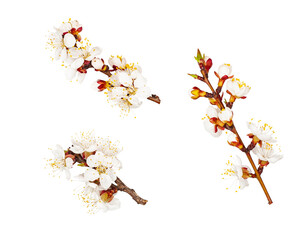 Apricot flowers isolated on white background, top view