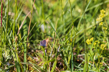 Small blue butterfly in a grass meadow