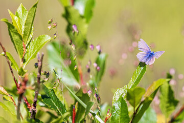 Blue mazarine butterfly with worn wings on a green leaf