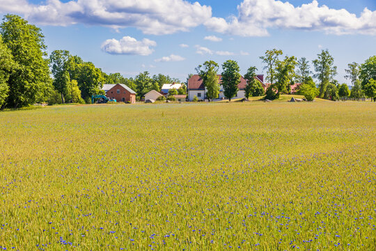 Cornfield with flowering cornflowers in the countryside