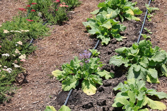 flower patch