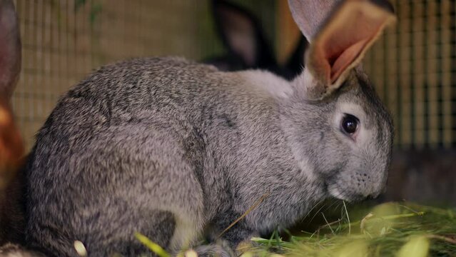 Side view gray rabbit eating in cage with animals on village farm. Portrait of furry domesticated mammal chewing food