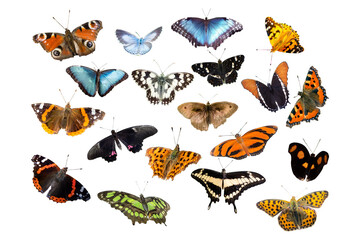 set of butterflies white background transparent