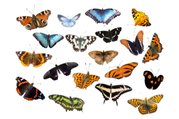 set of butterflies white background transparent