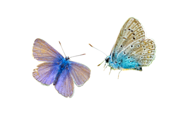 blue lycaenidae butterfly isolated on white background transparent 02