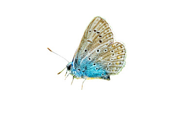 blue lycaenidae butterfly isolated on white background transparent