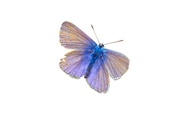 blue lycaenidae butterfly isolated on white background transparent 01