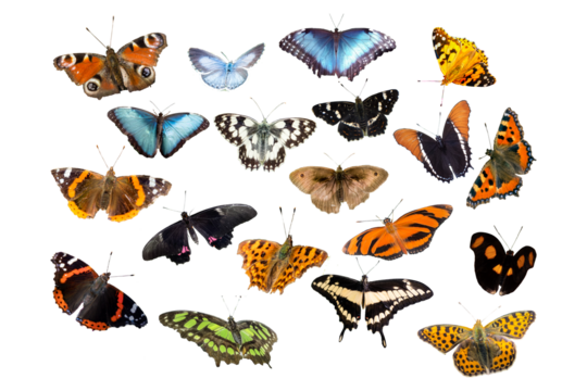 set of butterflies white background transparent