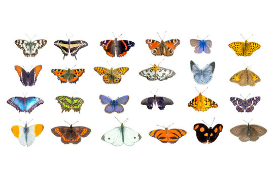 collection of butterflies white background transparent
