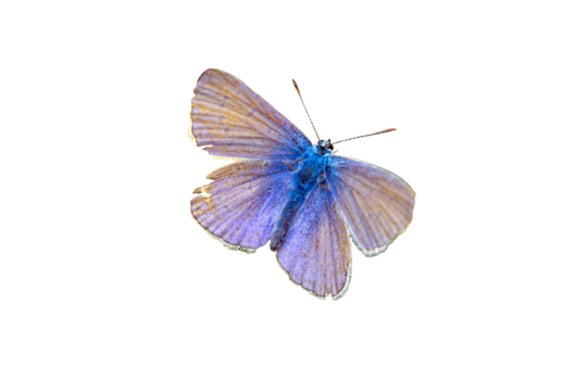 blue lycaenidae butterfly isolated on white background transparent 01