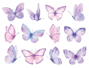 Watercolor set of bright purple vector hand painted butterflies. - 620429101