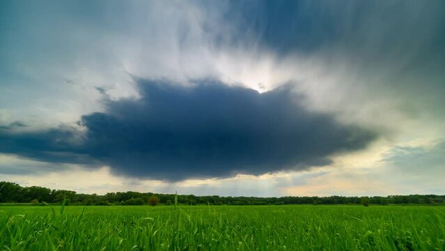 timelapse of young green wheat sprouts agricultural field, spring landscape, dramatic sky with thundercloud
