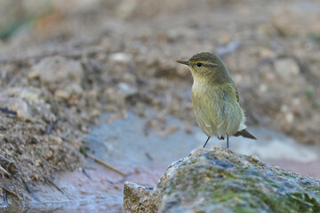 common chiffchaff ready to bath