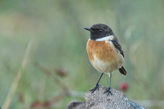 male stonechat on his trunk