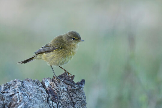 common chiffchaff on the branch
