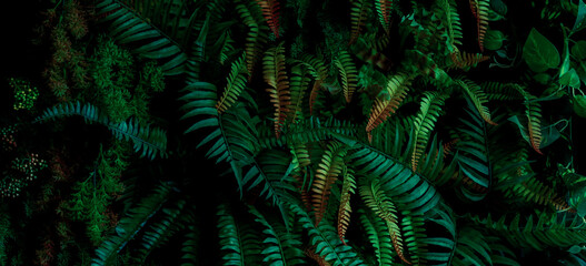 Naklejka na ściany i meble Close up green decorative leaf, abstract background, nature pattern, tropical leaf, dark leaf