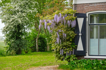 Wisteria tree with violet blossoms against a traditional dutch house. Natural Blue Rain Wisteria...