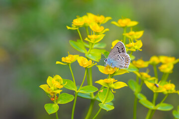 tiny butterfly on yellow flower, Orange-banded Hairstreak, Satyrium ledereri