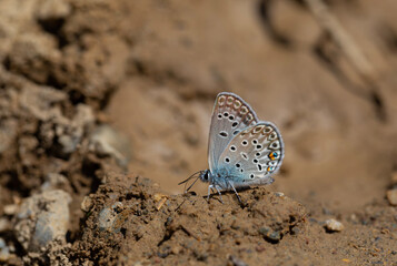 blue butterfly picking up minerals from the ground, Large Jewel Blue, Polyommatus loewii