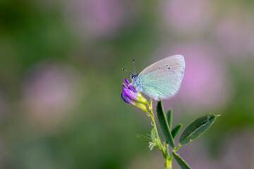 little blue butterfly on purple flower, Green-Underside Blue, Glaucopsyche alexis