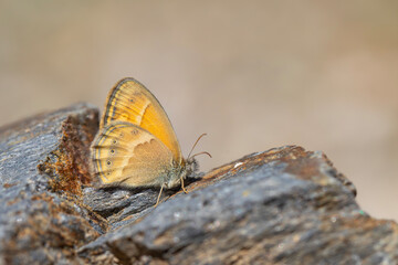 Fototapeta na wymiar little orange butterfly, Saadi's Heath, Coenonympha saadi