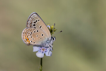 tiny butterfly on blue flower, Rose’s Blue, Polyommatus rosei