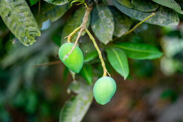 When ripe, the sweetness and taste of mangoes increase manifold