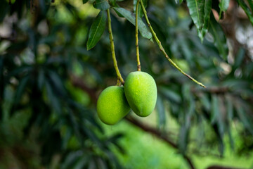 Raw mangoes or Green mango has a tangy and somewhat sour taste to them