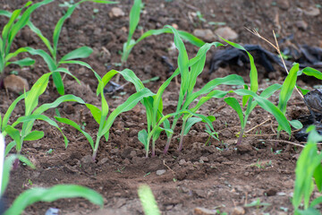 Young green corn, maize, sweet corn seedling in farm, Close up green corn plant on garden with sunlight