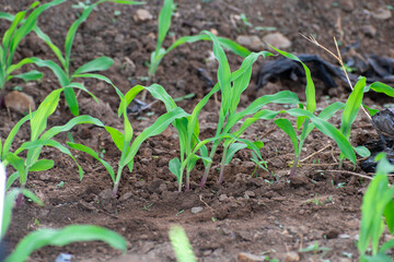 Young green corn, maize, sweet corn seedling in farm, Close up green corn plant on garden with sunlight