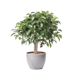 Ficus Benjamina Tree in pot. Houseplant isolated on white background with clipping path. PNG. Generative AI