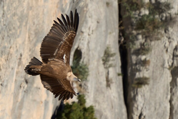 griffon vulture in flight over the ravines