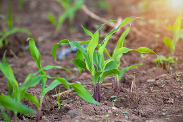 Young green corn, maize, sweet corn seedling in farm, Close up green corn plant on garden with sunlight