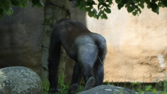 Gorilla Peeing While Walking In The Zoo. - tracking