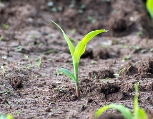 Young green corn, maize, sweet corn seedling in farm, Close up green corn plant on garden with sunlight