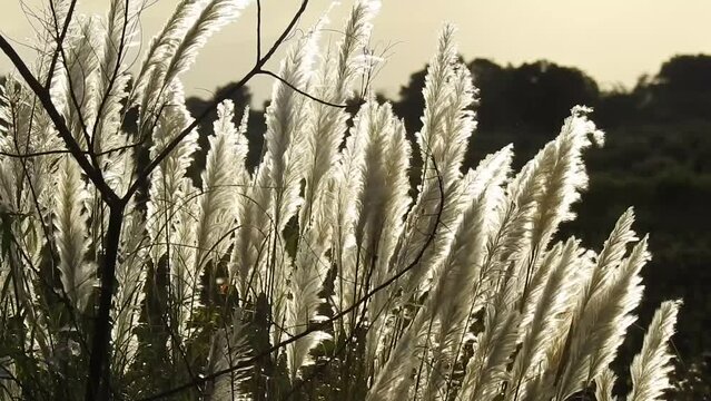 slender pigeon grass, Setaria viridis plant. Knotroot foxtail.