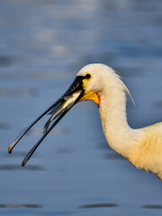 eurasian spoonbill