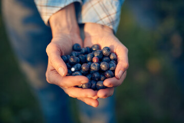 Woman holding fresh blueberries on a farm.