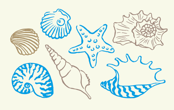 Shells , colorful seashells , shellfish, conch , mollusks , starfish , marine illustration, vector illustration , stickers, decorations, ocean , scallops, doodle