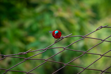A close-up shot of a Crimson Sunbird with blue head and red chest on the green background