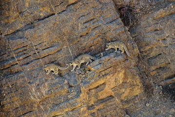 Mather snd son, Snow Leopard walk in the Rock. At Spiti Vallay, India.