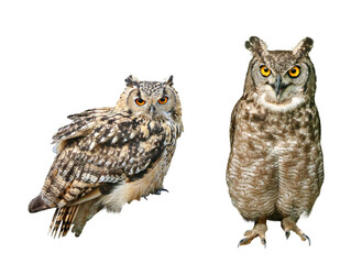 ベンガルワシミミズク