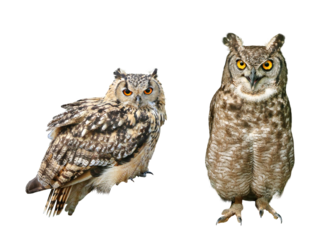 ベンガルワシミミズク