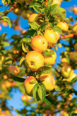 selective focus of apple fruit horticulture in orchard. apple fruit horticulture outdoor.