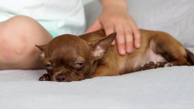 Stroking a cute brown puppy on the back. A small chihuahua dog lies on the bed and enjoys a pat on the back. A child's hand strokes a puppy. Care and affection of a pet. dog family member