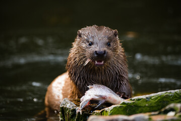otter in the water